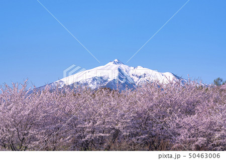 青森県　岩木山と桜 50463006