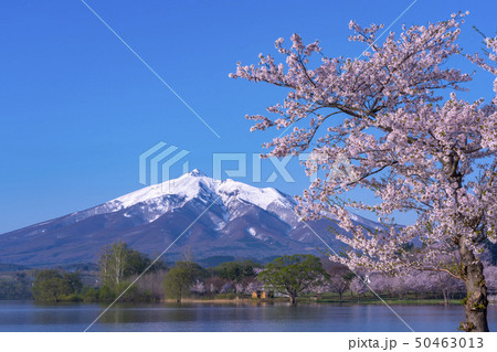 青森県 岩木山と桜 青森県 岩木山と桜 50463013