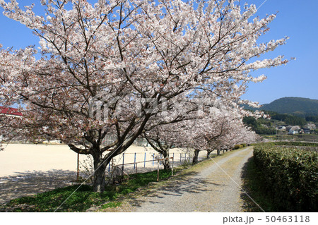 佐賀　嬉野　桜に彩られた町並み　 轟の滝公園周辺の景観 50463118