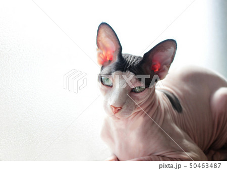 アンニュイなスフィンクス猫の写真素材
