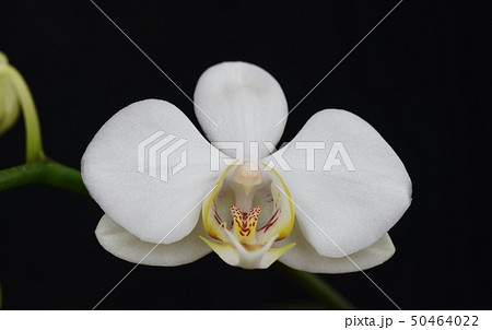 華麗さを誇る花 胡蝶蘭咲く 華麗さを誇る花 胡蝶蘭咲く 50464022