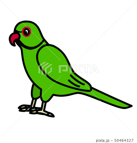 ワカケホンセイインコ ワカケホンセイインコ 50464327