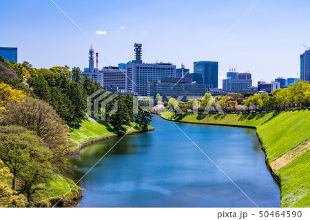 （東京都）千鳥ヶ淵緑道　半蔵門付近　春 50464590