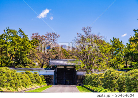 (東京都)千鳥ヶ淵緑道 半蔵門 春 (東京都)千鳥ヶ淵緑道 半蔵門 春 50464604