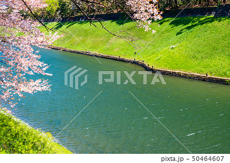 （東京都）千鳥ヶ淵緑道　半蔵門付近　春 50464607
