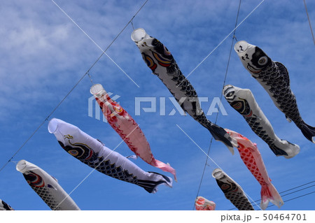 こいのぼり 50464701