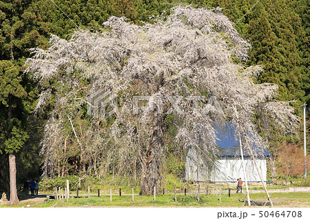 おしら様のしだれ桜 50464708