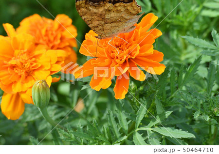 オレンジ色のマリーゴールドの花と蝶（キタテハ）をクローズアップで撮影した写真 50464710