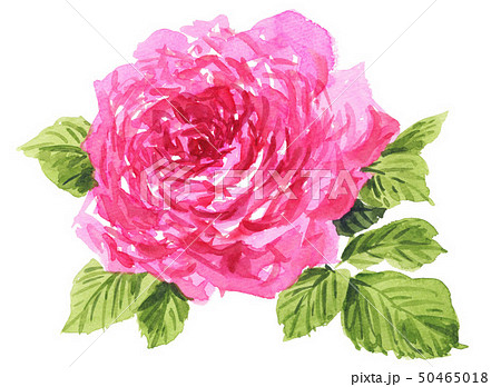rose19506pix7 rose19506pix7 50465018
