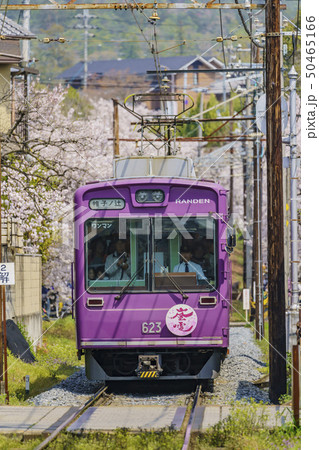 嵐電 桜のトンネル 嵐電 桜のトンネル 50465166