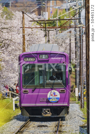 嵐電 桜のトンネル 嵐電 桜のトンネル 50465172