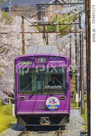 嵐電 桜のトンネル 嵐電 桜のトンネル 50465173