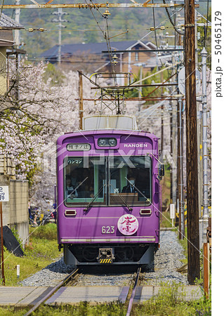 嵐電 桜のトンネル 嵐電 桜のトンネル 50465179