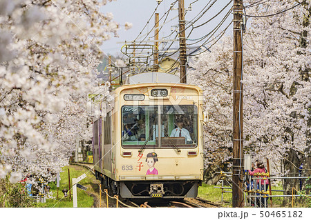 嵐電　桜のトンネル　 50465182