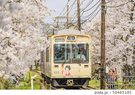 嵐電 桜のトンネル 嵐電 桜のトンネル 50465185
