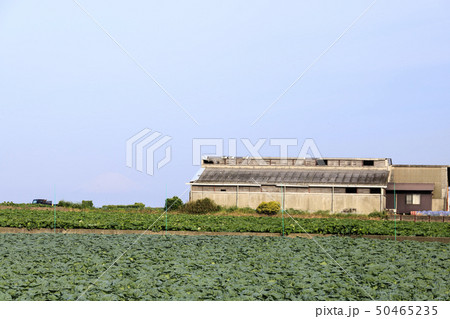 畑（春） 50465235