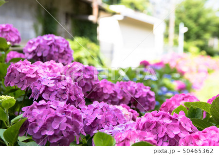 箱根の紫陽花 50465362
