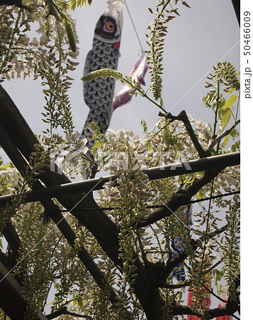 白旗神社の義経藤 50466009