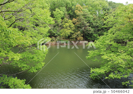 木の隙間から見える池 木の隙間から見える池 50466042