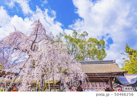京都　春の平野神社　魁（さきがけ）　 50466256