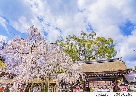 京都　春の平野神社　魁（さきがけ）　 50466260