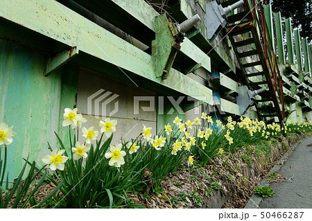 錆びついた風景とスイセンの花 錆びついた風景とスイセンの花 50466287