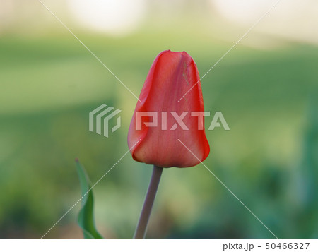 Lone pink beautiful tulip at the spring time Lone pink beautiful tulip at the spring time 50466327