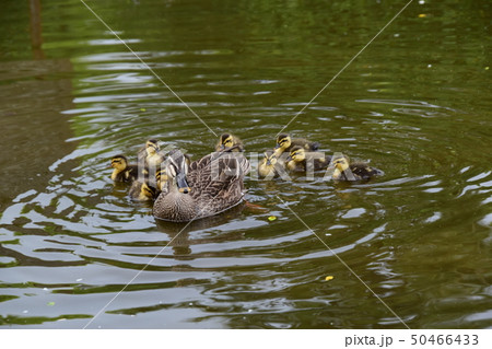 墨田公園　カルガモ一家 50466433