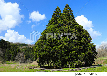 トトロの木　小杉の大杉 50466886