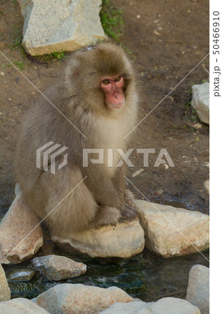 Snow Monkey Park 02 50466910