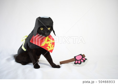 コスプレをしている黒猫の写真(金太郎) コスプレをしている黒猫の写真(金太郎) 50466933
