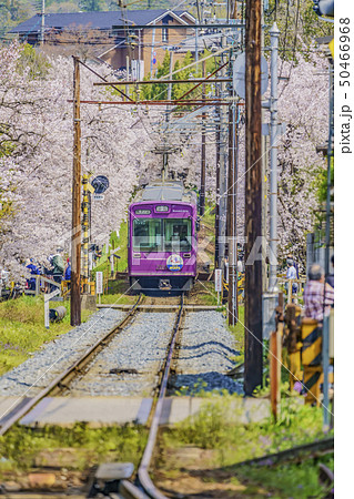 嵐電　桜のトンネル　 50466968