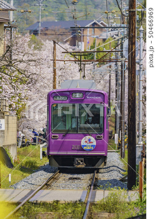嵐電 桜のトンネル 嵐電 桜のトンネル 50466969