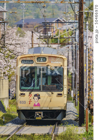 嵐電 桜のトンネル 嵐電 桜のトンネル 50466970