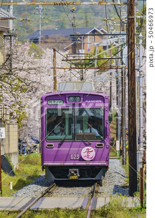 嵐電　桜のトンネル　 50466973