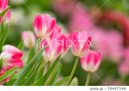 砺波チューリップフェア2464 砺波チューリップフェア2464 50467148