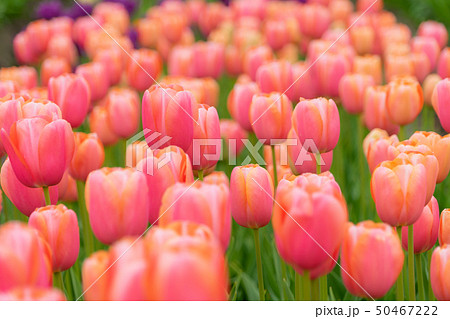 砺波チューリップフェア2305 砺波チューリップフェア2305 50467222