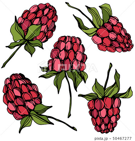 Vector Raspberry healthy food isolated. Red and green engraved ink art. Isolated berries Vector Raspberry healthy food isolated. Red and green engraved ink art. Isolated berries 50467277