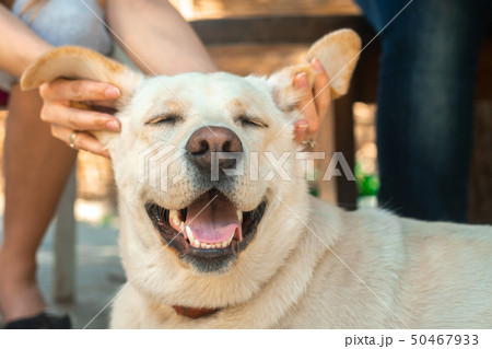Funny dog Labrador on the street 50467933