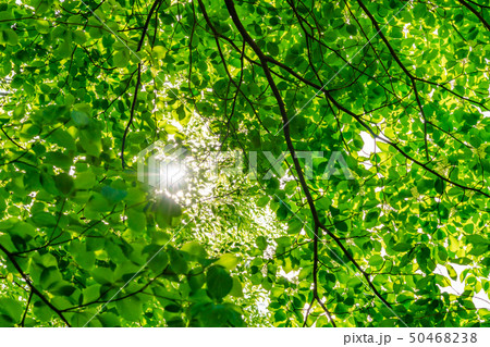 新緑イメージ 50468238