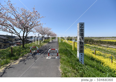 思川桜堤遊歩道、乙女流量観測所 50468360