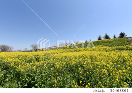 思川桜堤 50468361