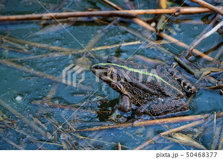 Close view dark green frog sits in river water Close view dark green frog sits in river water 50468377