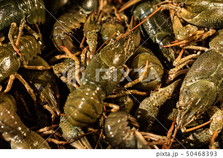 Raw crayfish with beer on wooden background 50468393