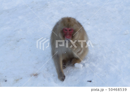 Snow Monkey Park 08 Snow Monkey Park 08 50468539