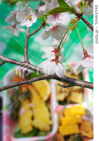 花見弁当と桜 50468540