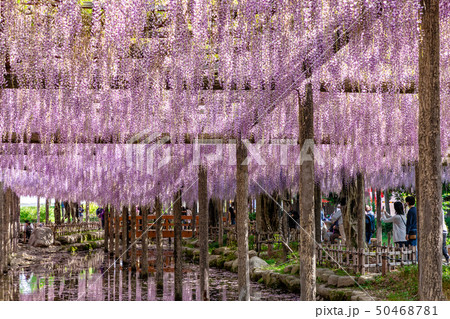天王川の藤棚 天王川の藤棚 50468781
