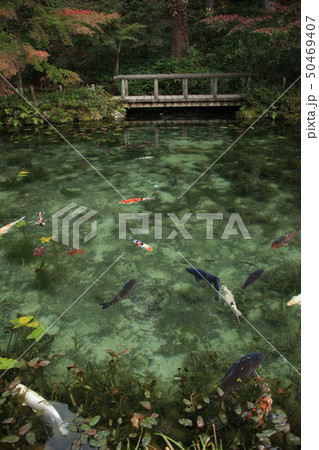 モネの池 錦鯉 透き通る池 モネの池 錦鯉 透き通る池 50469407