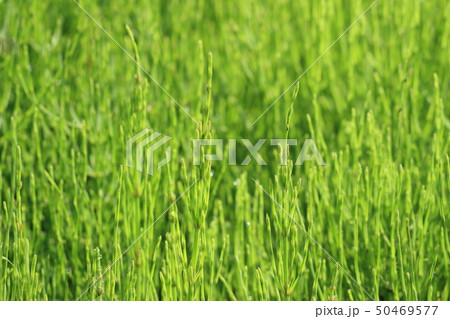 スギナ スギナ 50469577