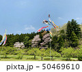 鯉のぼりと桜 50469610